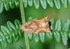 Archips podana